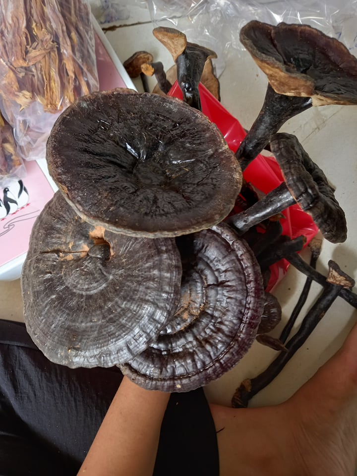 Nấm hắc linh chi